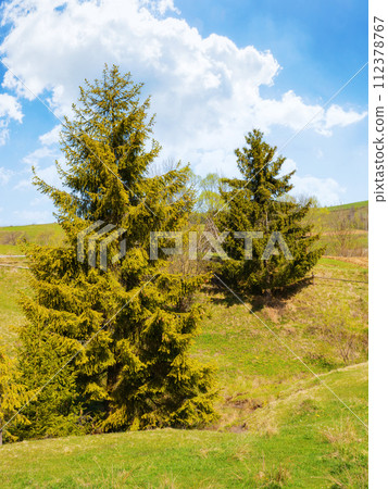 spruce tree on the grassy meadow. carpathian countryside landscape on a sunny day in spring with clouds on the sky 112378767