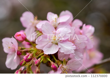 Kawazu cherry blossoms bathed in spring sunlight Kawazu cherry blossoms bathed in spring sunlight 112378800