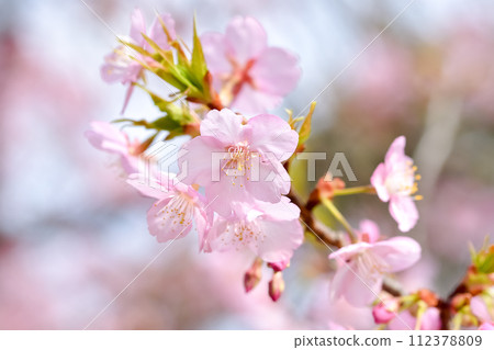 沐浴在春天陽光下的河津櫻花 112378809