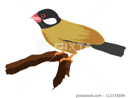Illustration of sparrow Illustration of sparrow 112378899