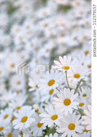 Flowers, chamomile and field in garden closeup, environment and park in summer. Leaves, daises and plant at meadow in nature outdoor for growth, ecology and natural floral bloom in the countryside 112379157