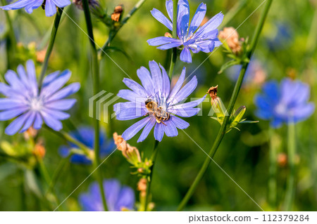 Beautiful wildflowers on a green meadow. Blue flowers of chicory. Cichorium intybus. Summer landscape. Beautiful wildflowers on a green meadow. Blue flowers of chicory. Cichorium intybus. Summer landscape. 112379284