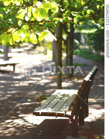 Bench with sunlight filtering through the trees Bench with sunlight filtering through the trees 112379450