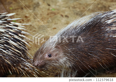 Close up the malayan porcupine animal 112379618