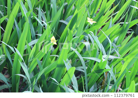 Trimezia steyermarkii flowers in bloom 112379761