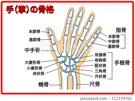 Hand skeleton_with characters 4 112379762