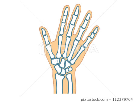 Hand skeleton_picture only 112379764