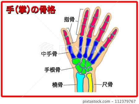 Hand skeleton_with text 1 Hand skeleton_with text 1 112379767