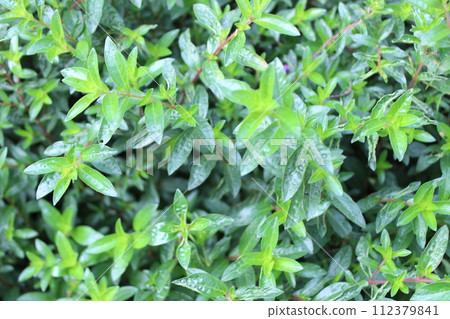 close-up of Cuphea hookeriana leaves 112379841