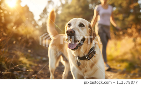 Golden retriever dog sitting happily in the park, GPS trackers ensure pets 112379877