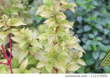 close-up of Iresine diffusa leaves close-up of Iresine diffusa leaves 112379904