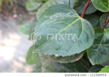 A close-up view of Hibiscus rosa-sinensis leaf 112380054