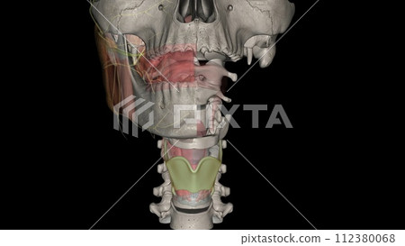 The thyrohyoid membrane (or hyothyroid membrane) is a broad, fibro-elastic sheet of the larynx 112380068