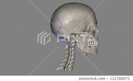 The occipital vein is a vein of the scalp The occipital vein is a vein of the scalp 112380071