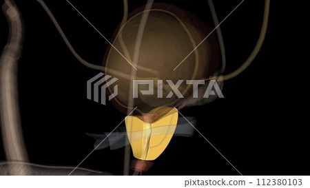 The prostate is both an accessory gland of the male reproductive system and a muscle-driven mechanical switch between urination and ejaculation 112380103