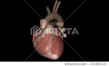 The coronary arteries run along the coronary sulcus of the myocardium of the heart 112380118