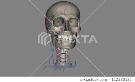 The superior thyroid artery is the first branch of the external carotid artery that supplies the thyroid gland The superior thyroid artery is the first branch of the external carotid artery that supplies the thyroid gland 112380125