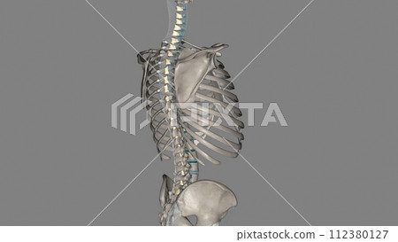 The ligamenta flava are a series of ligaments that connect the ventral parts of the laminae of adjacent vertebrae The ligamenta flava are a series of ligaments that connect the ventral parts of the laminae of adjacent vertebrae 112380127