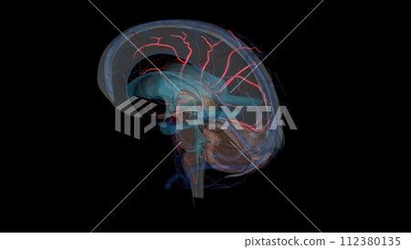 Middle cerebral artery. is the largest branch and the second terminal branch of internal carotid artery 112380135
