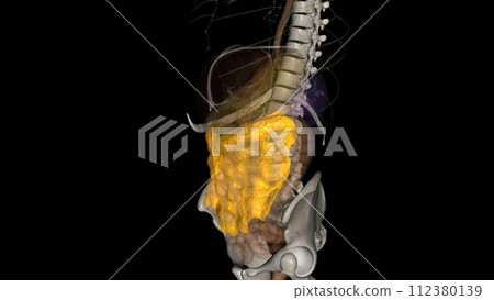 The greater omentum is a two-leaflet hammock of fibro-fatty tissue that extends from the greater curvature The greater omentum is a two-leaflet hammock of fibro-fatty tissue that extends from the greater curvature 112380139