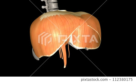 The diaphragm is a muscle that helps you inhale and exhale The diaphragm is a muscle that helps you inhale and exhale 112380175