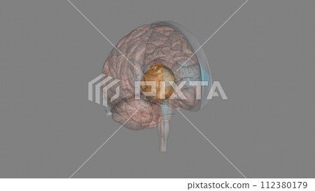 The forebrain structures include the caudate nucleus, the putamen, the nucleus accumbens and the globus pallidus The forebrain structures include the caudate nucleus, the putamen, the nucleus accumbens and the globus pallidus 112380179