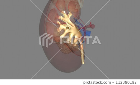The renal pelvis is a large cavity that collects the urine as it is produced The renal pelvis is a large cavity that collects the urine as it is produced 112380182