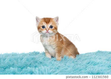 Scottish kitten with blue eyes age 1 month Scottish kitten with blue eyes age 1 month 112381560
