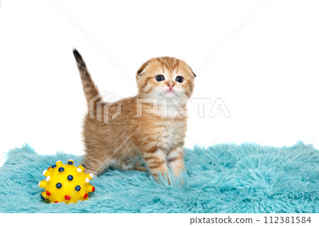 Scottish fold kitten age 1 month 112381584