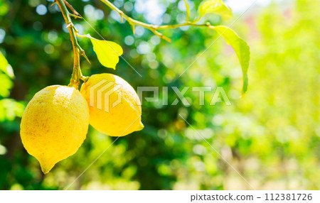 Lemon garden of Sorrento 112381726