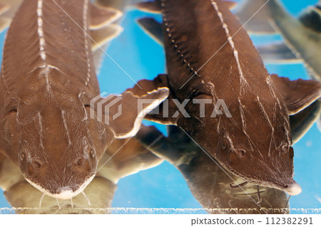 Big gray catfish in aquarium close up 112382291