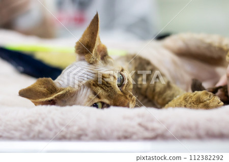 White sphynx kitten closeup portrait at home White sphynx kitten closeup portrait at home 112382292