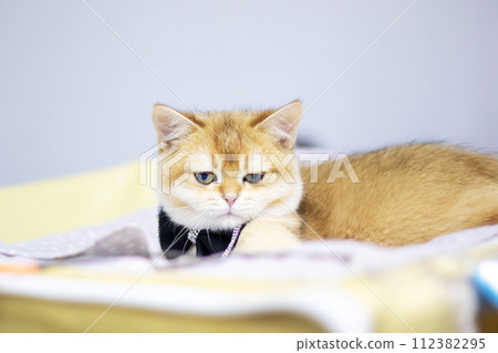 Scottish fold kitten closeup portrait at home Scottish fold kitten closeup portrait at home 112382295