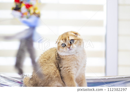 Scottish fold kitten closeup portrait at home 112382297