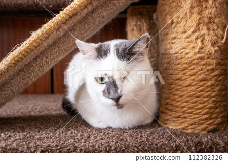 Cute one eyed cat at home, closeup 112382326