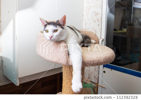Funny White Kitten at home, portrait closeup 112382328