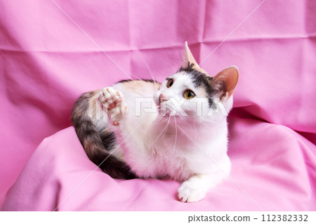 Funny White Kitten at home, portrait closeup Funny White Kitten at home, portrait closeup 112382332