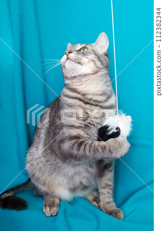 Gray cat with yellow eyes portrait on blue background 112382344