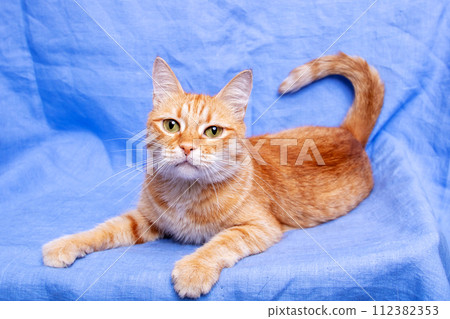 Ginger cat lying on blue background closeup Ginger cat lying on blue background closeup 112382353