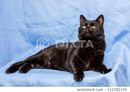 Cute black cat on blue background, closeup portrait Cute black cat on blue background, closeup portrait 112382356