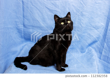 Cute black cat on blue background, closeup portrait 112382358