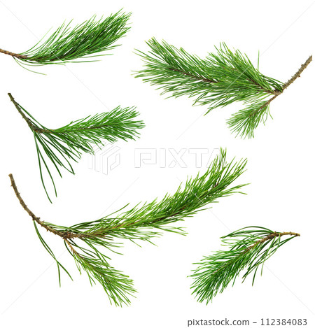 Set of pine branches. Medicinal plants. Alternative medicine. Isolated on white . Winter holiday Set of pine branches. Medicinal plants. Alternative medicine. Isolated on white . Winter holiday 112384083