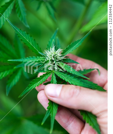 Fresh green leaves of cannabis marijuana in man hand Fresh green leaves of cannabis marijuana in man hand 112384442
