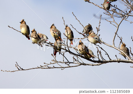 一群太平鳥棲息在樹枝上 112385089