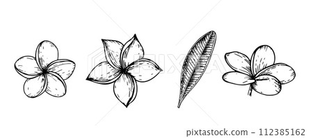 Tropical vector plumeria flowers illustration on isolated background. Beautiful botanical hand painted linear exotic frangipani. For designers, spa decoration, postcards, wedding, greetings, 112385162