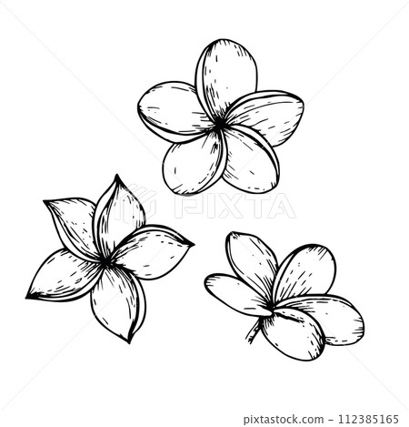 Tropical vector plumeria flowers illustration on isolated background. Beautiful botanical hand painted linear exotic frangipani. For designers, spa decoration, postcards, wedding, greetings, Tropical vector plumeria flowers illustration on isolated background. Beautiful botanical hand painted linear exotic frangipani. For designers, spa decoration, postcards, wedding, greetings, 112385165