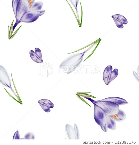 Watercolor seamless pattern with purple and white blooming crocus flower isolated on background. Spring and easter botanical hand painted saffron illustration. For designers, wedding, decoration, 112385170