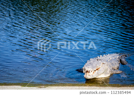 Saltwater crocodile sunning on the boat dock at the Flamingo Marina of the Everglades National Park 112385494