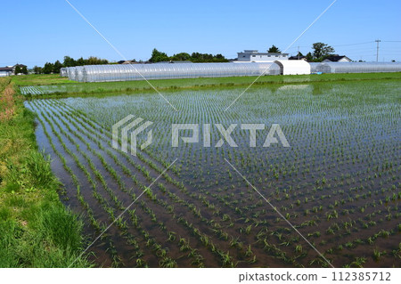 Paddy landscape just after rice planting Paddy landscape just after rice planting 112385712