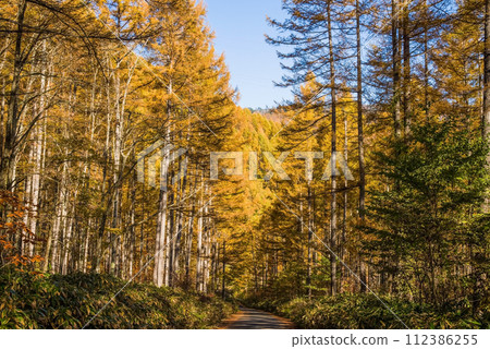 Autumn larch forest around Nogi Pass [Nagano Prefectural Road/Gifu Prefectural Road No. 39 Nagawa Nomugi Takane Line] 112386255